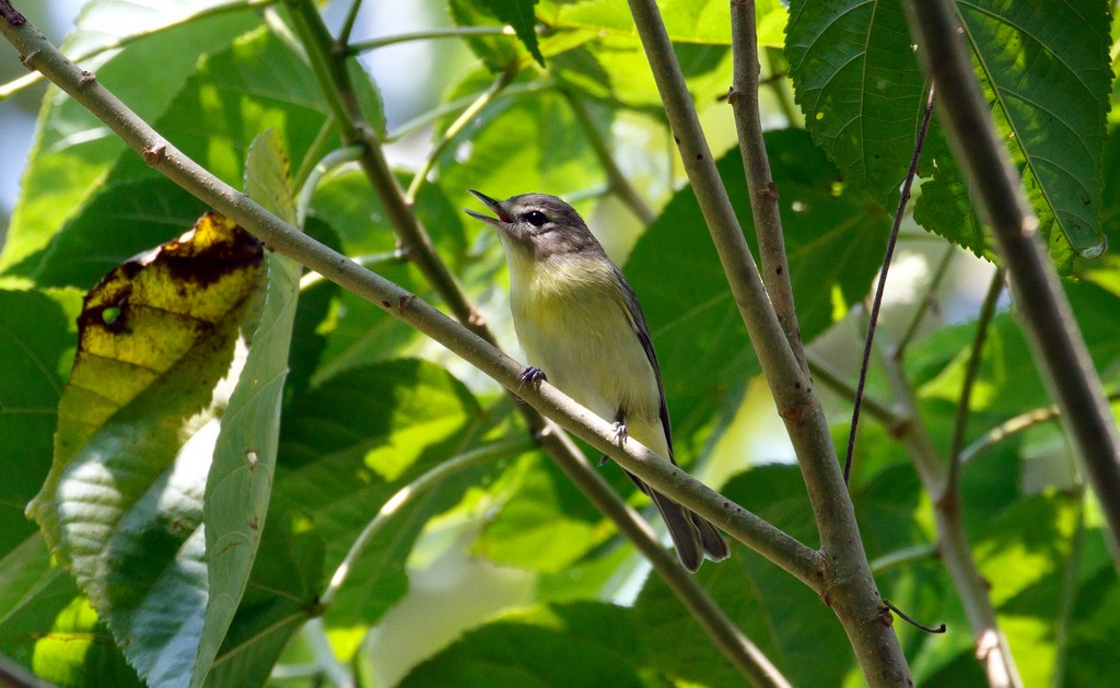 Philadelphia Vireo - ML62696461