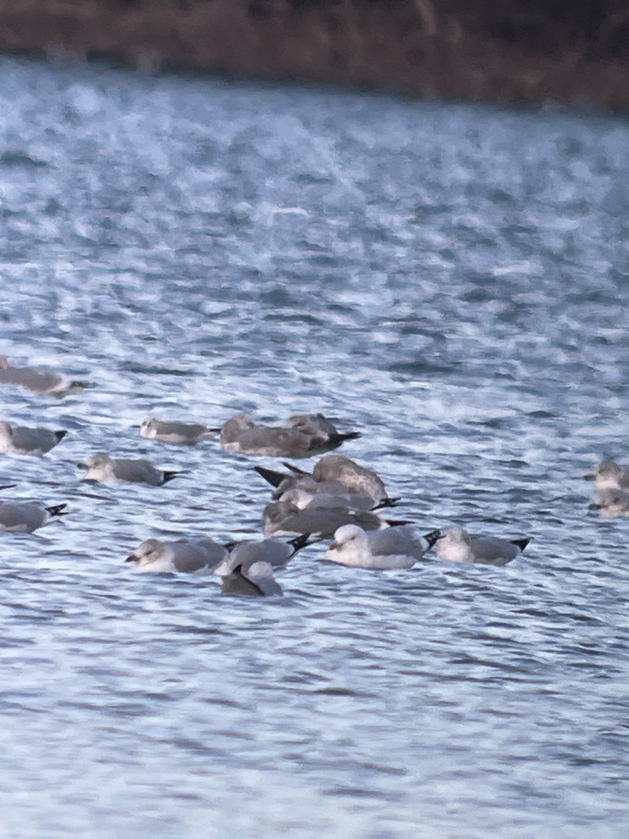 amerikagråmåke x sildemåke (hybrid) - ML626964786