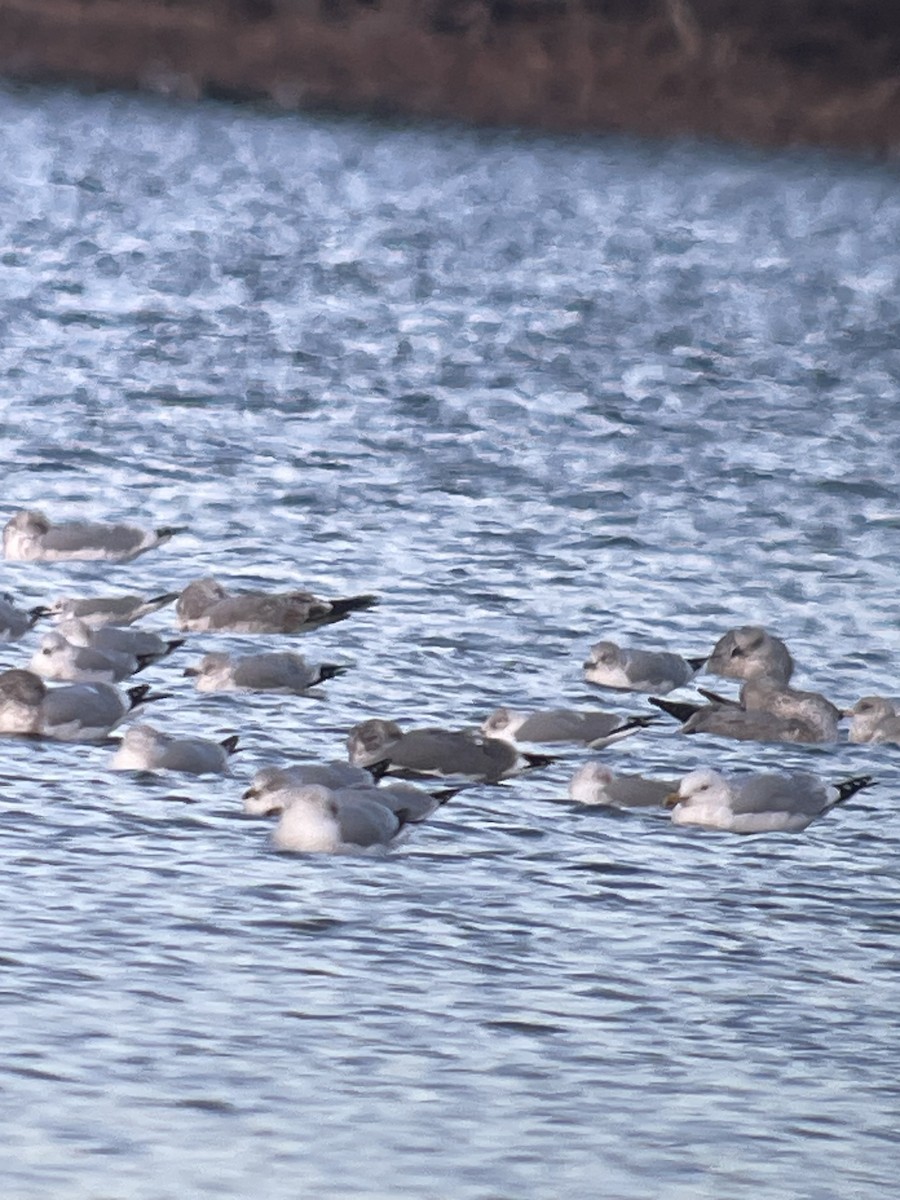 American Herring x Lesser Black-backed Gull (hybrid) - ML626964789