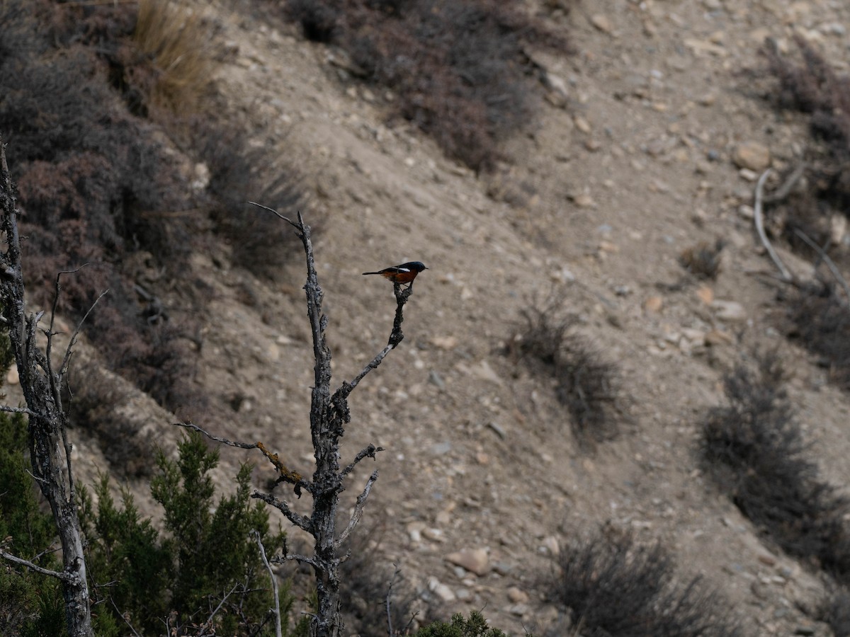 White-throated Redstart - ML626964812