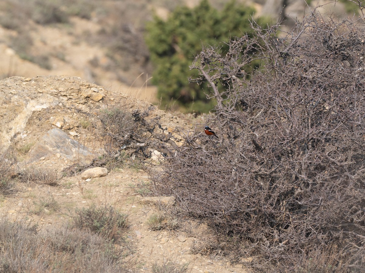 White-throated Redstart - ML626964814