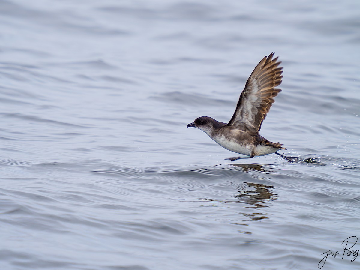 Peruvian Diving-Petrel - ML626964859
