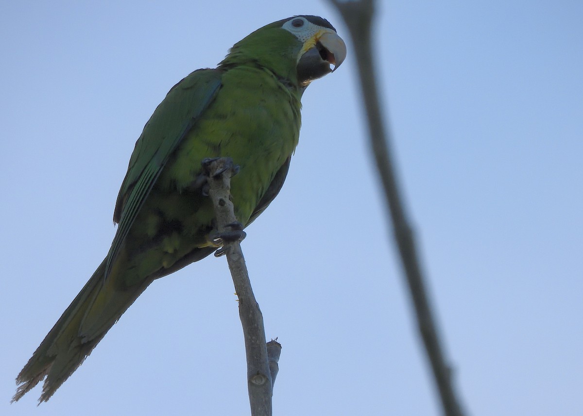Red-shouldered Macaw - ML626964904