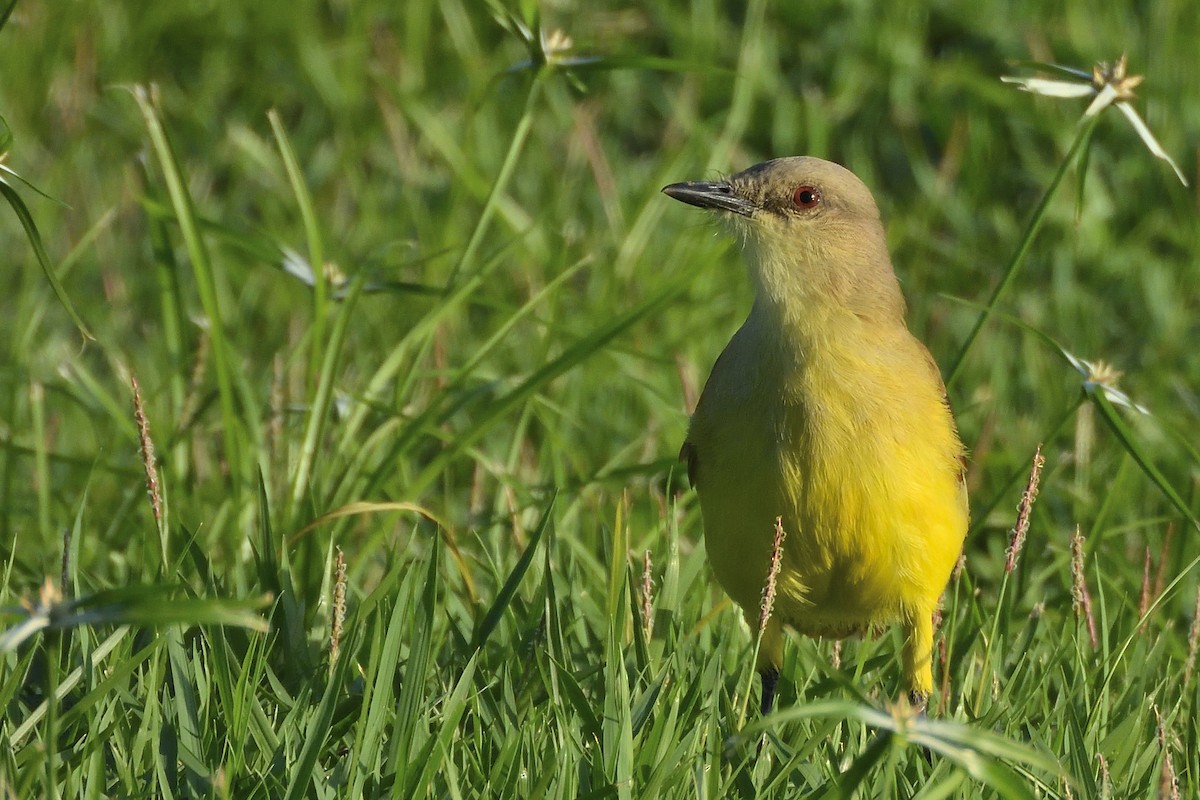 Cattle Tyrant - ML626964919