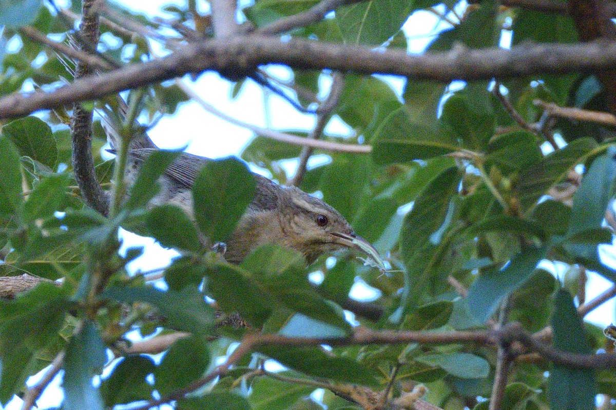 Thrush-like Wren - ML626964944