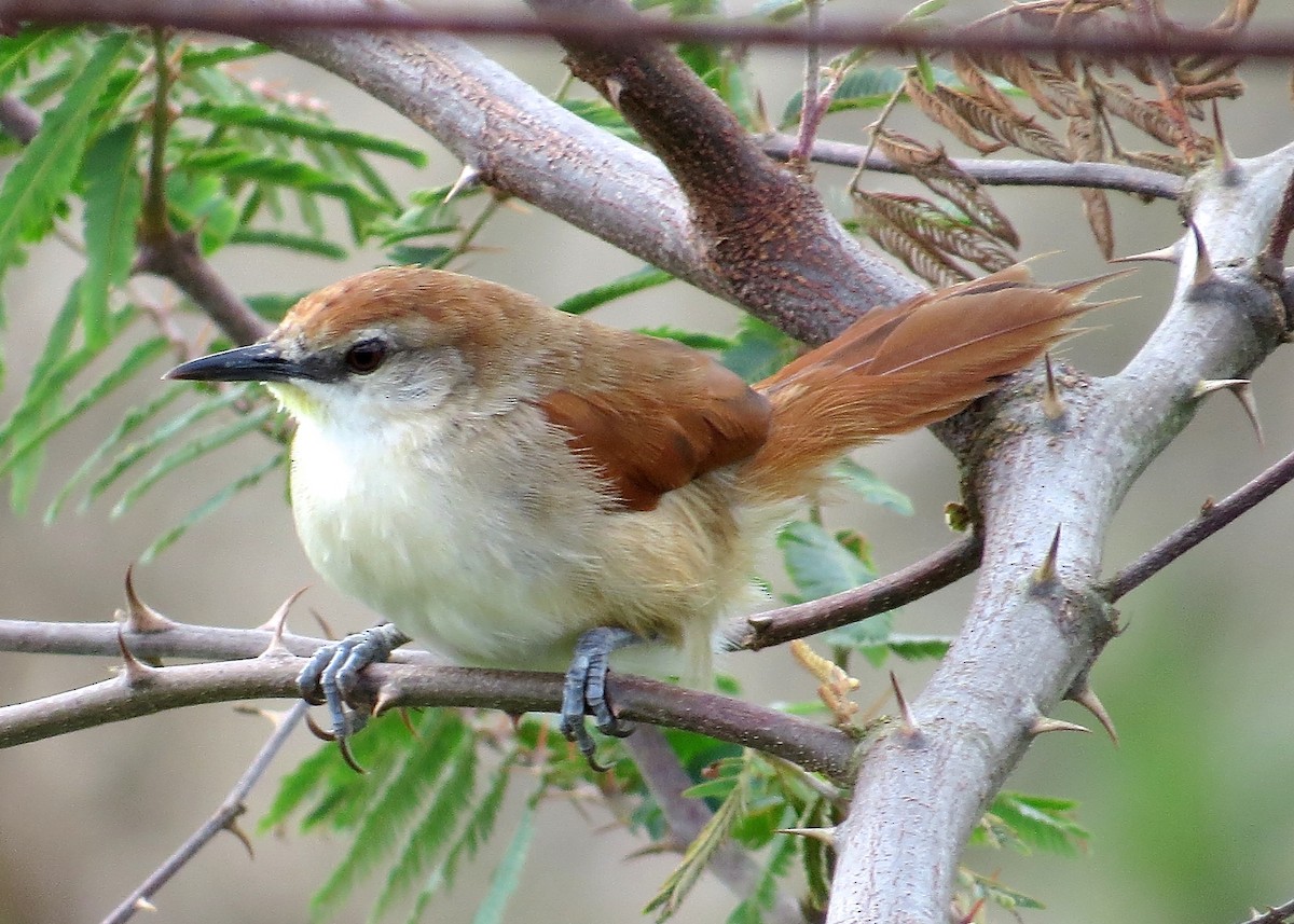 Yellow-chinned Spinetail - ML626965545