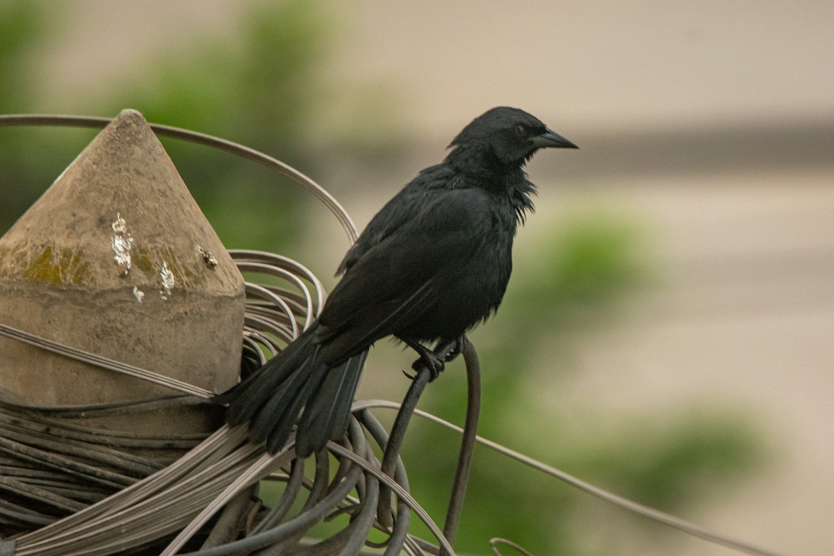 Scrub Blackbird - ML626965646