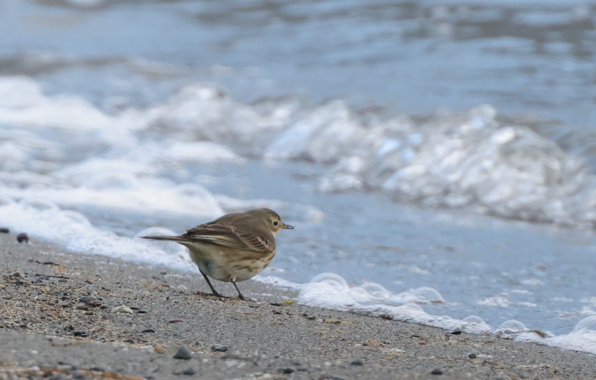 American Pipit - ML626965747