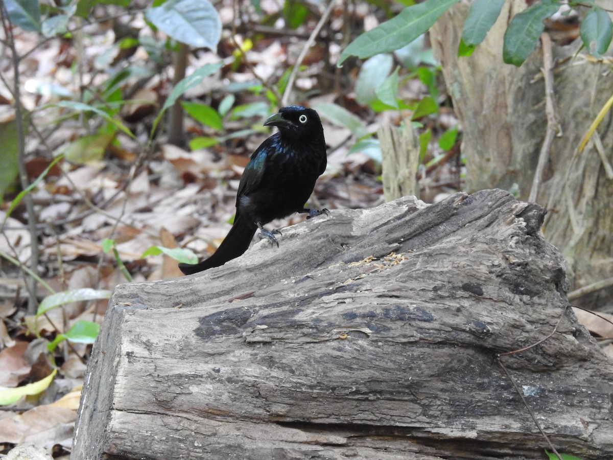 Hair-crested Drongo (Javan) - ML626965768