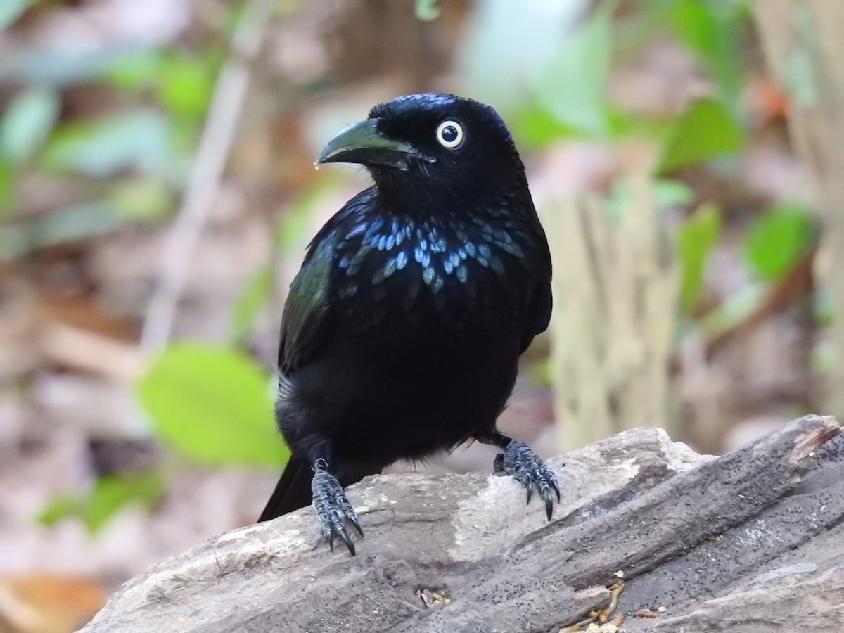 Hair-crested Drongo (Javan) - ML626965769