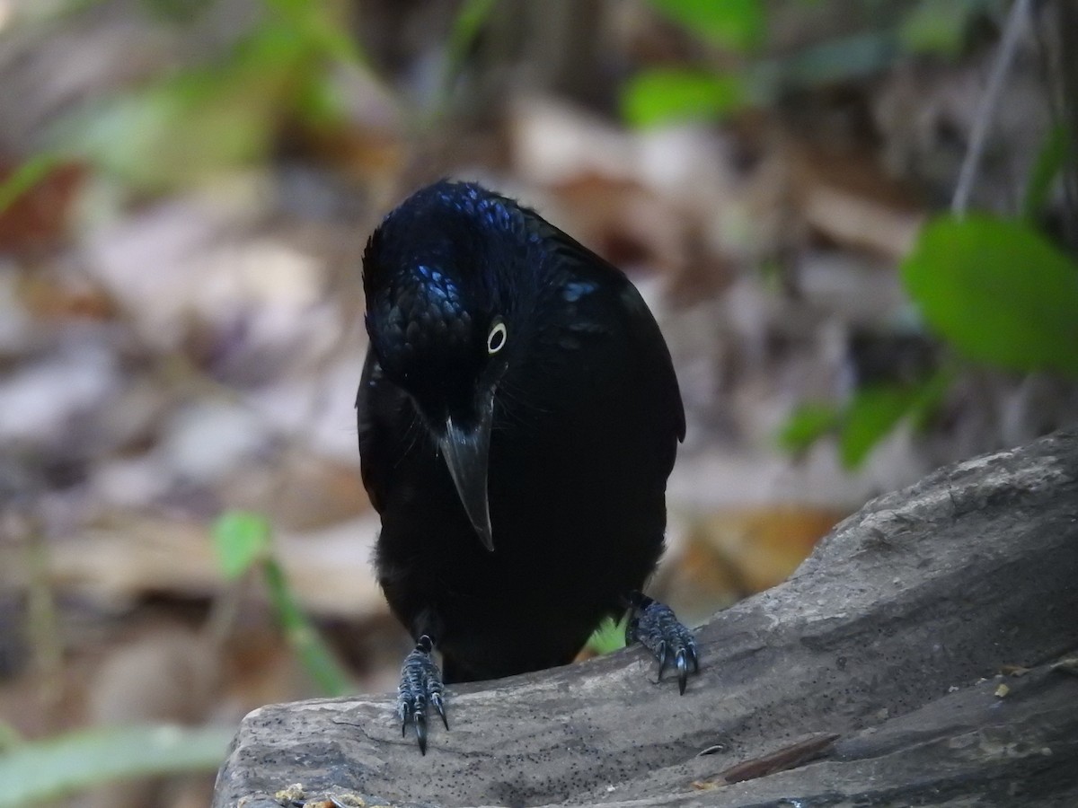 Hair-crested Drongo (Javan) - ML626965773