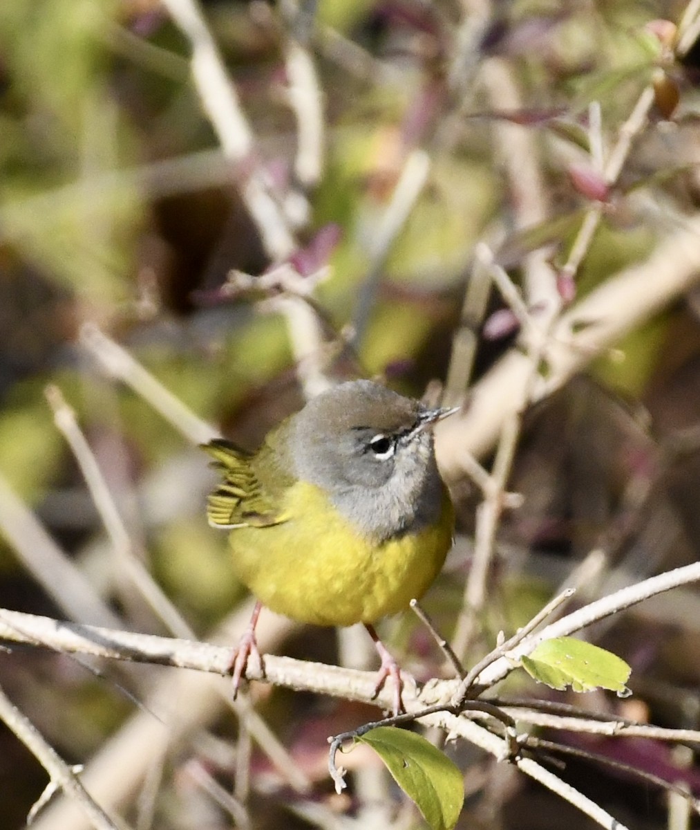 MacGillivray's Warbler - ML626965851