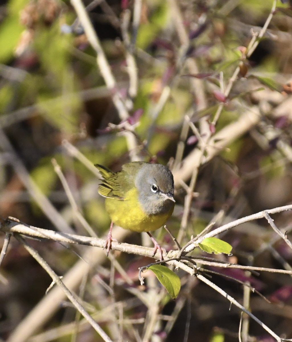 MacGillivray's Warbler - ML626965852