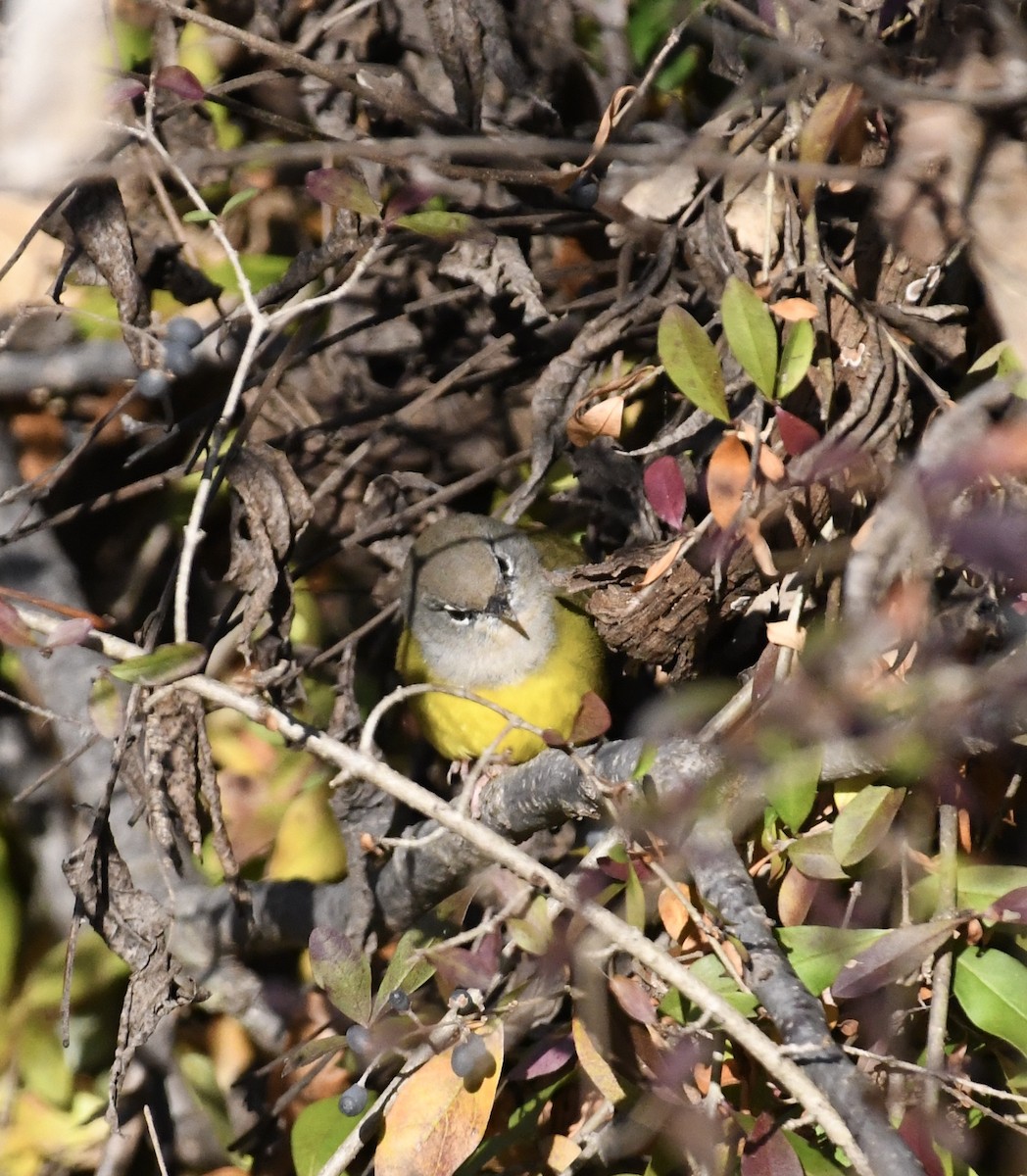 MacGillivray's Warbler - ML626965853