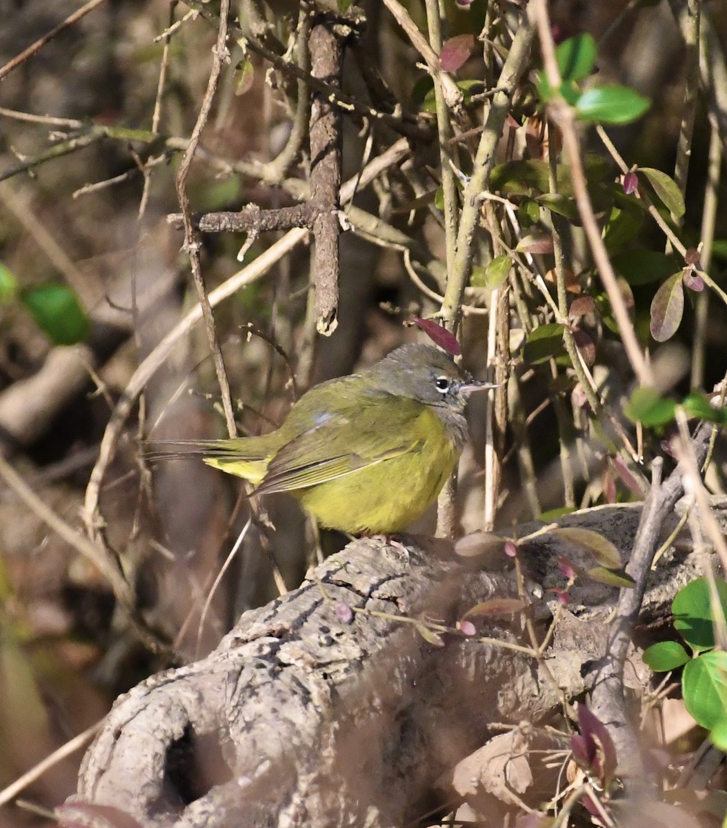 MacGillivray's Warbler - ML626965854