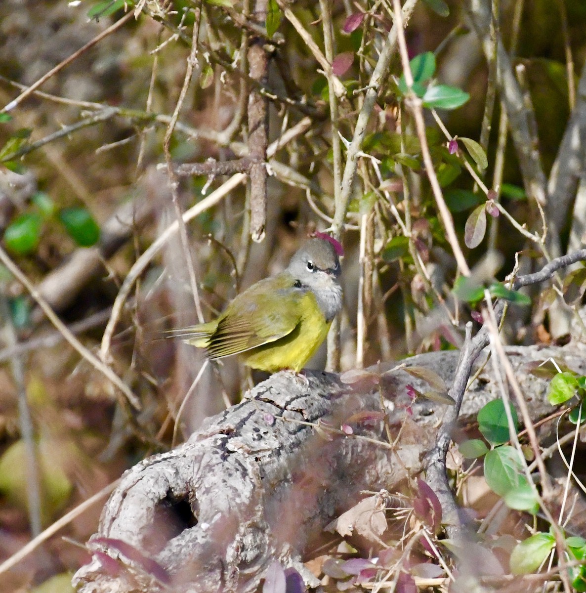 MacGillivray's Warbler - ML626965855