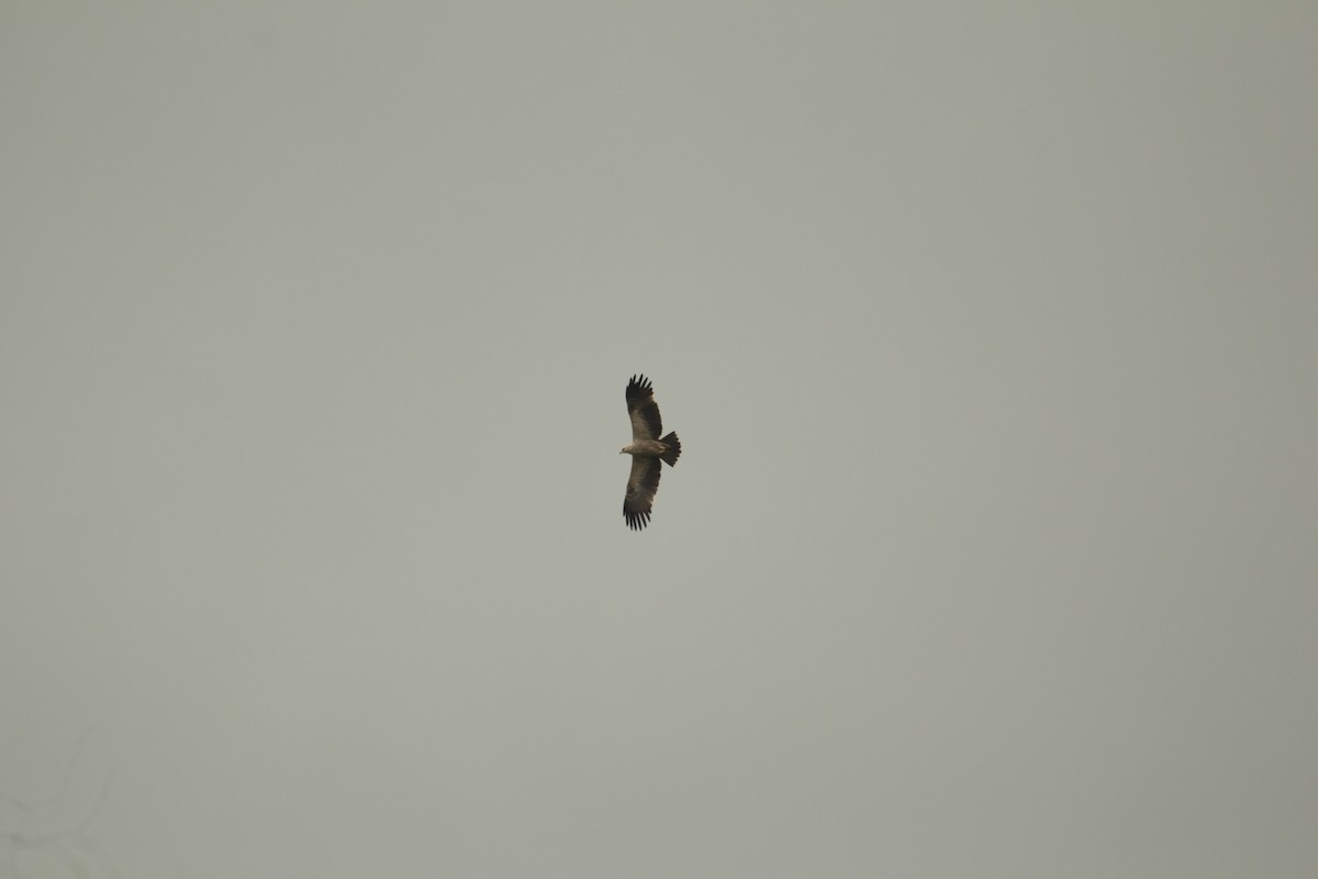 Greater Spotted Eagle - ML626965945