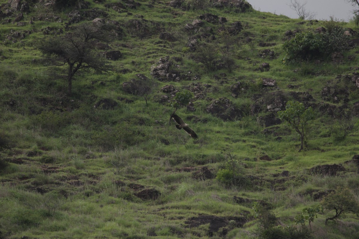 Greater Spotted Eagle - ML626965947