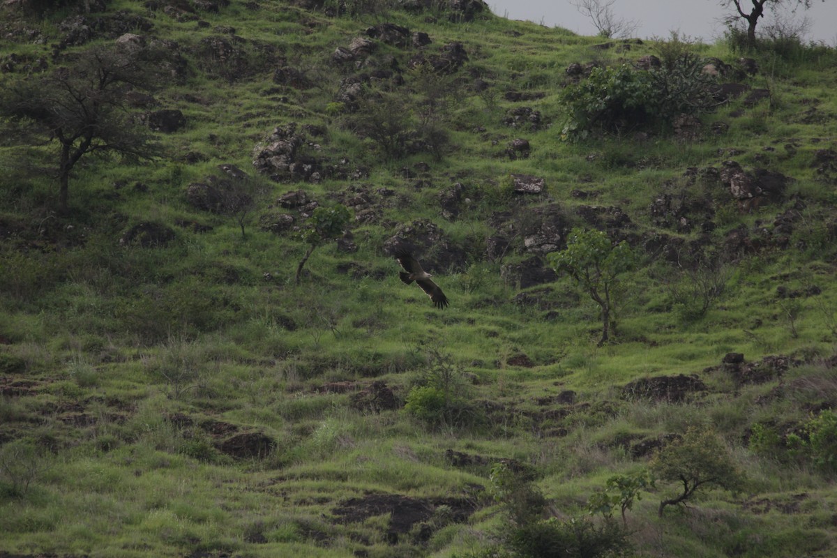 Greater Spotted Eagle - ML626965948