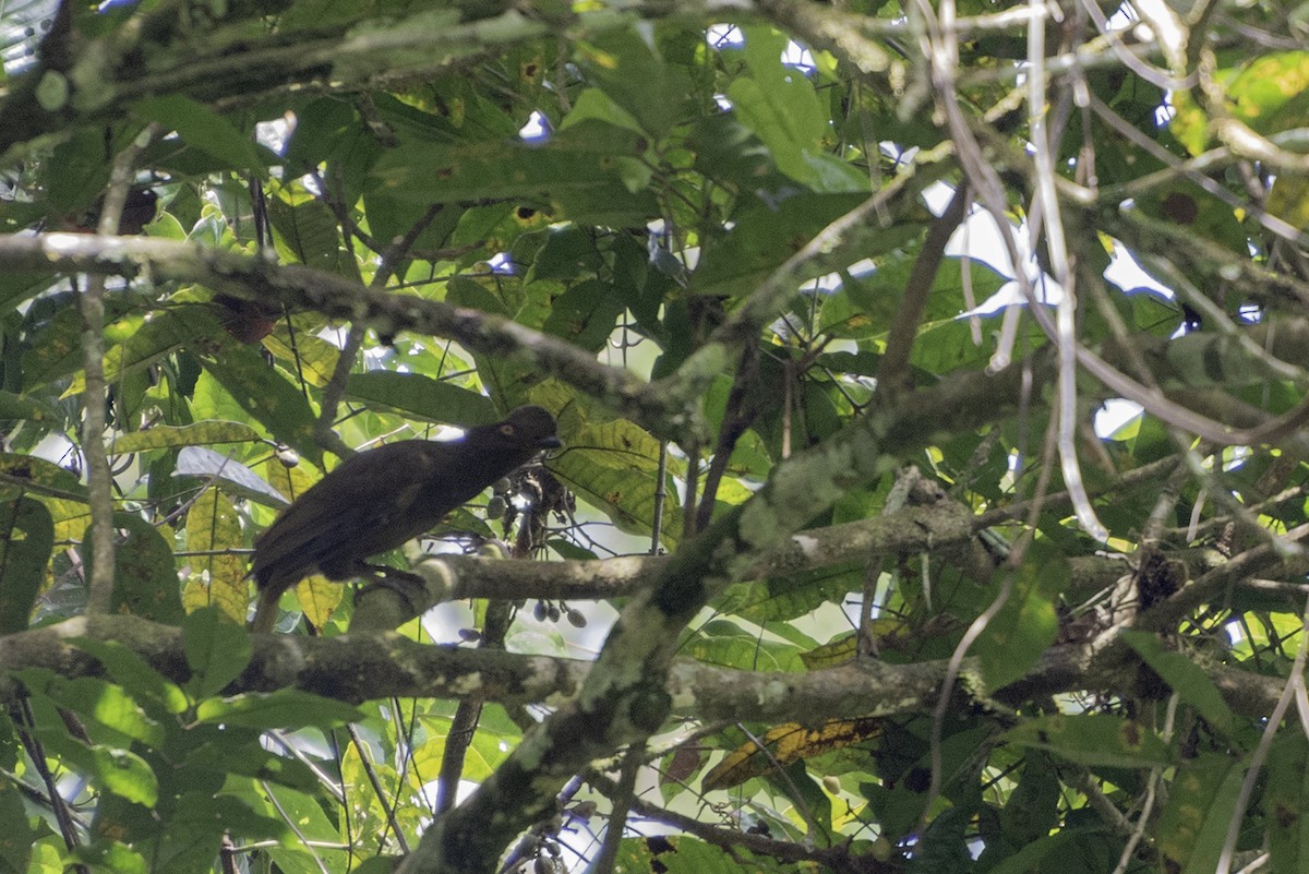 skalňák oranžový - ML626965949