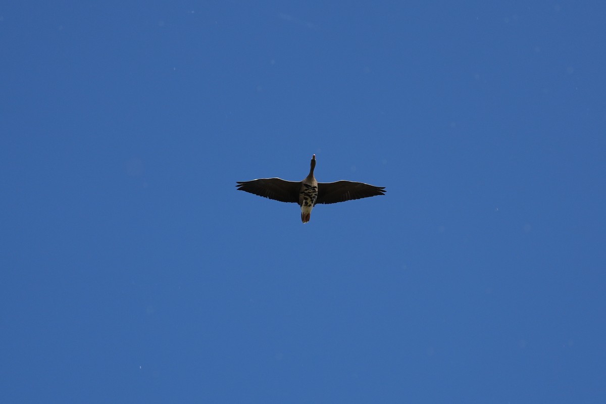 Greater White-fronted Goose - ML626966234