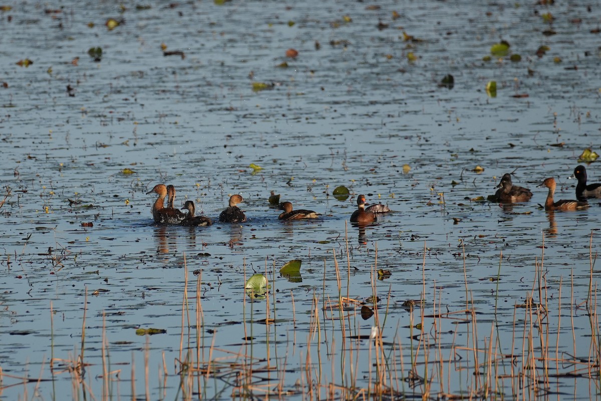 Fulvous Whistling-Duck - ML626966309