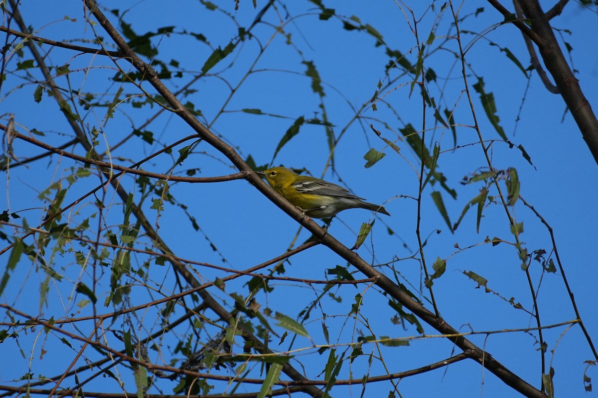 Pine Warbler - ML626966621