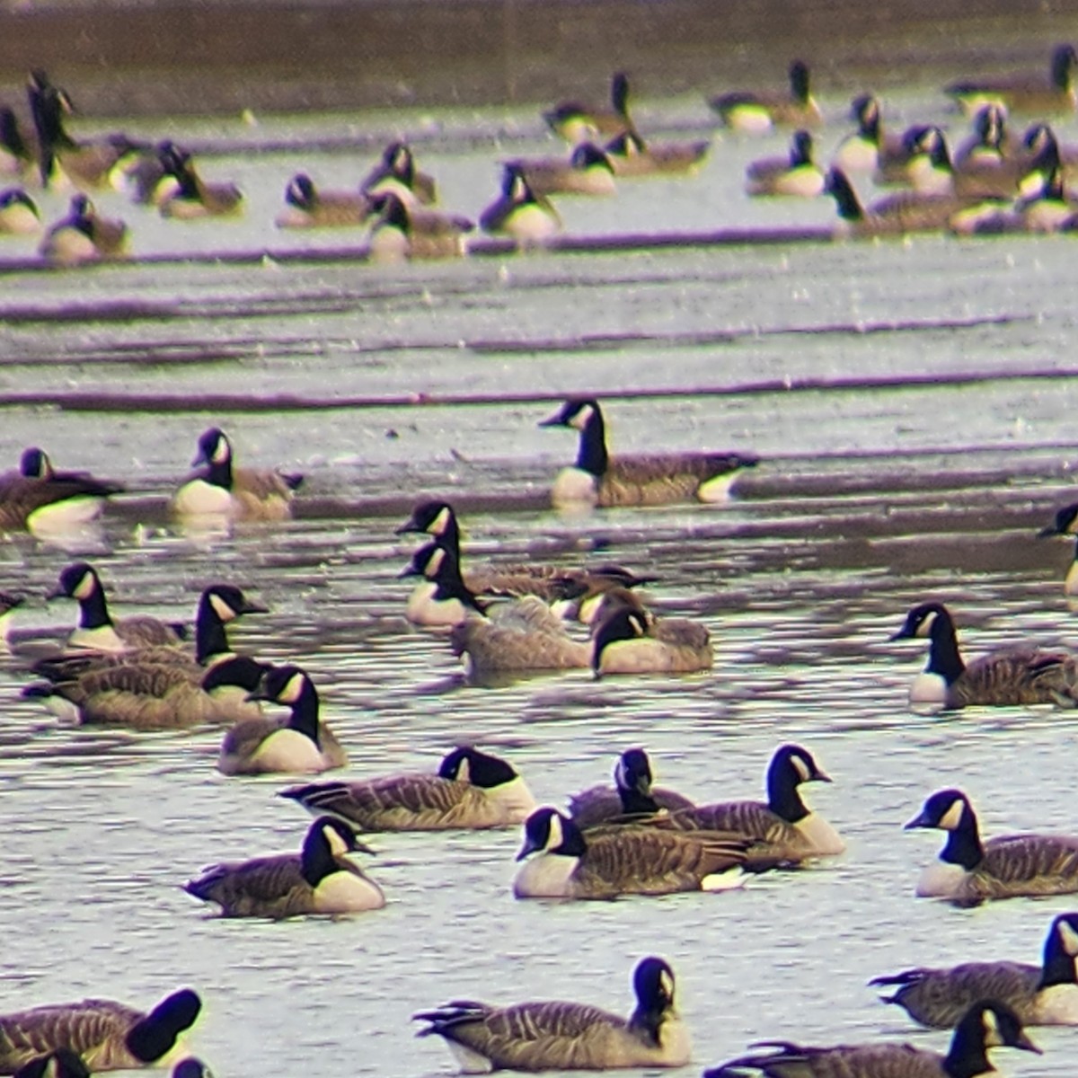 Pink-footed Goose - ML626966956
