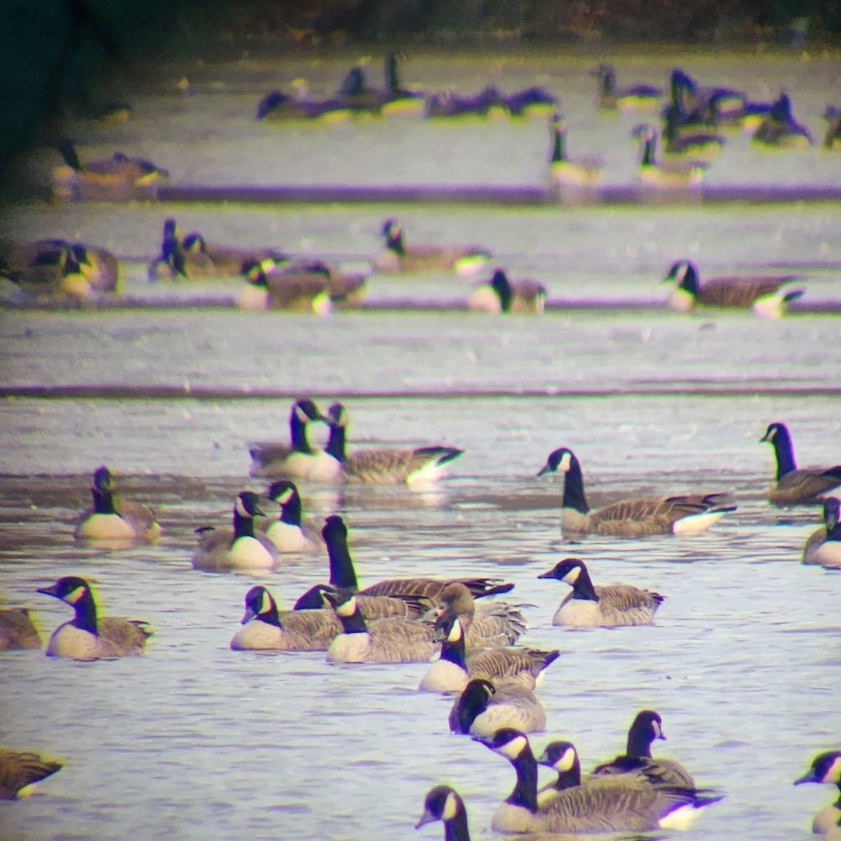 Pink-footed Goose - ML626966957