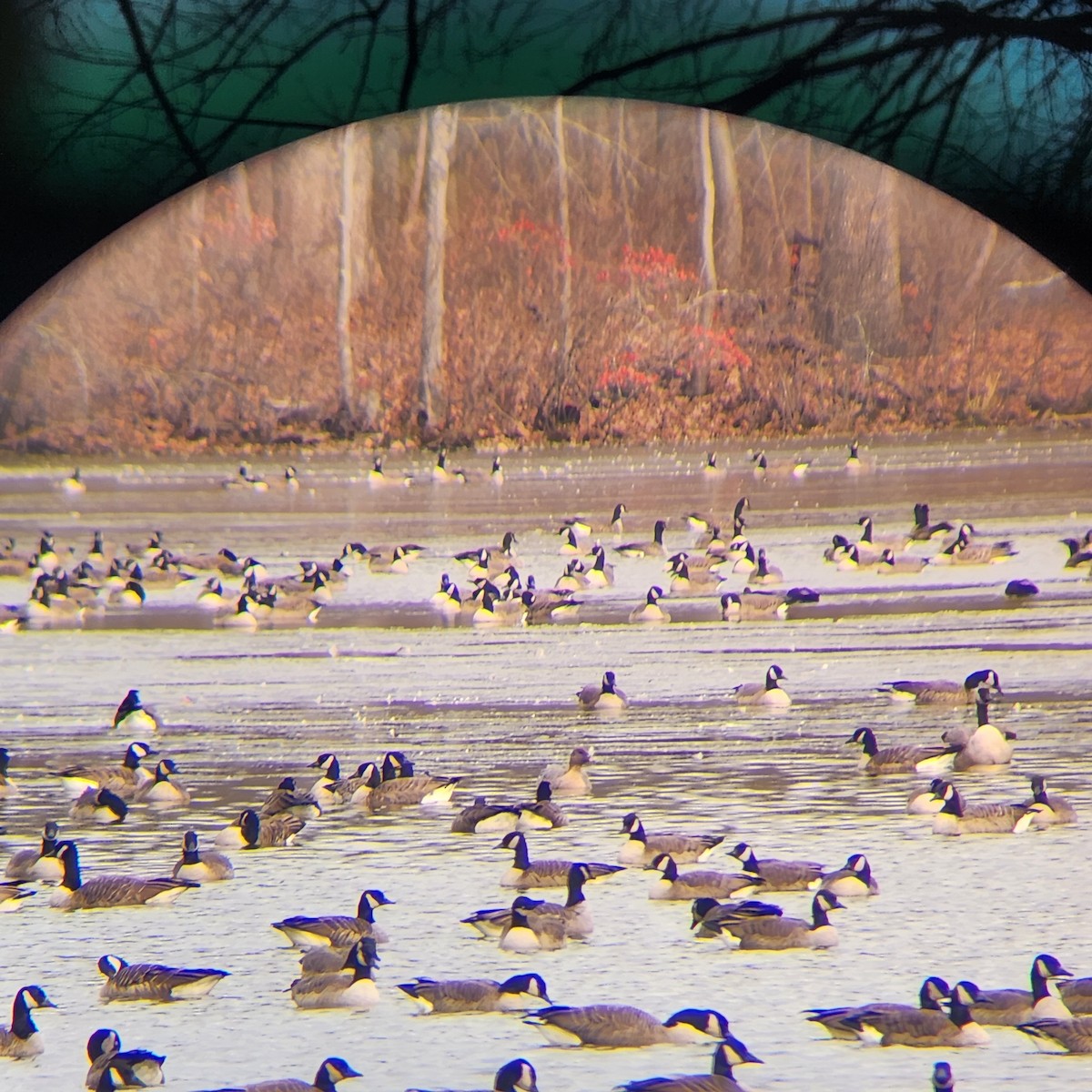 Pink-footed Goose - ML626966958