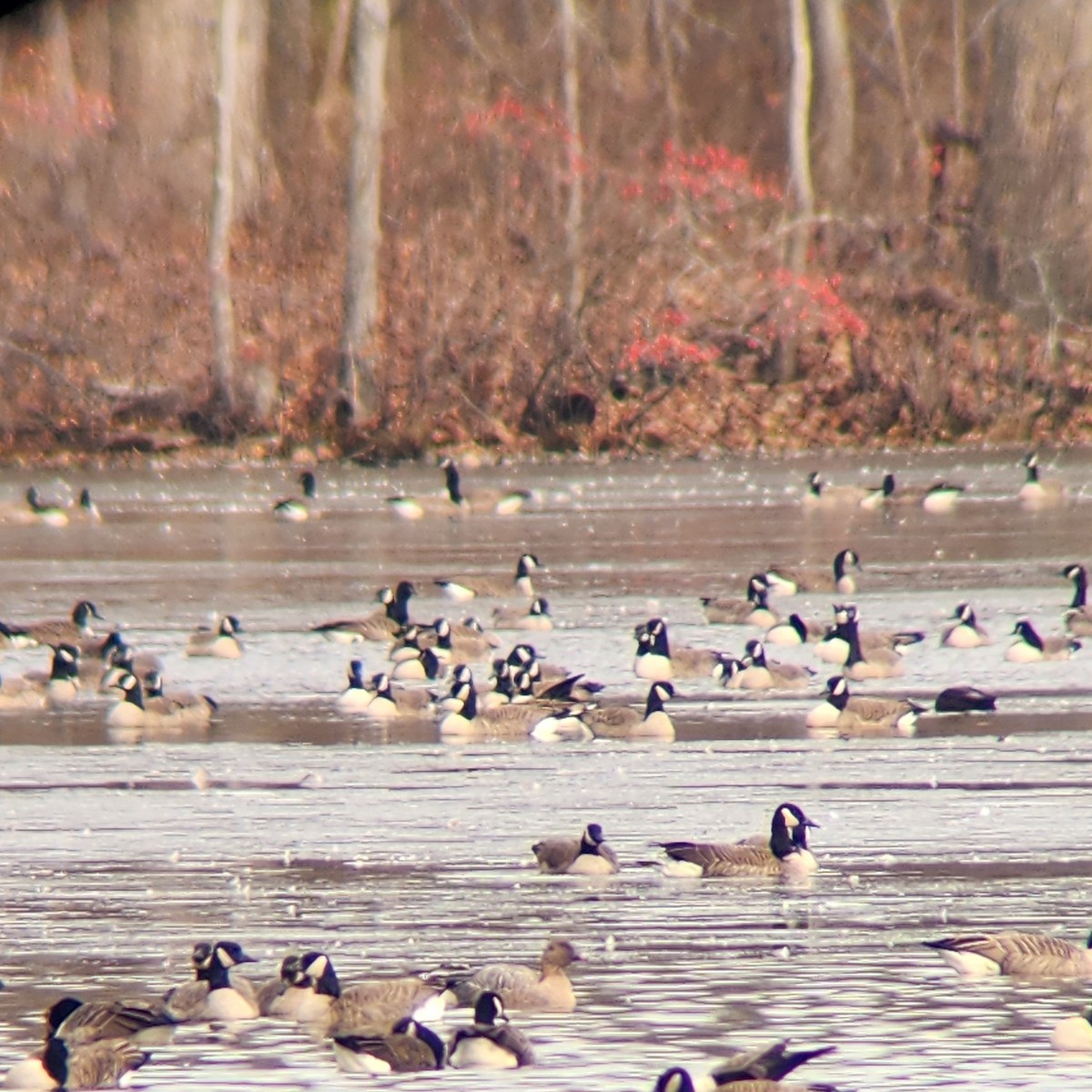 Pink-footed Goose - ML626966959