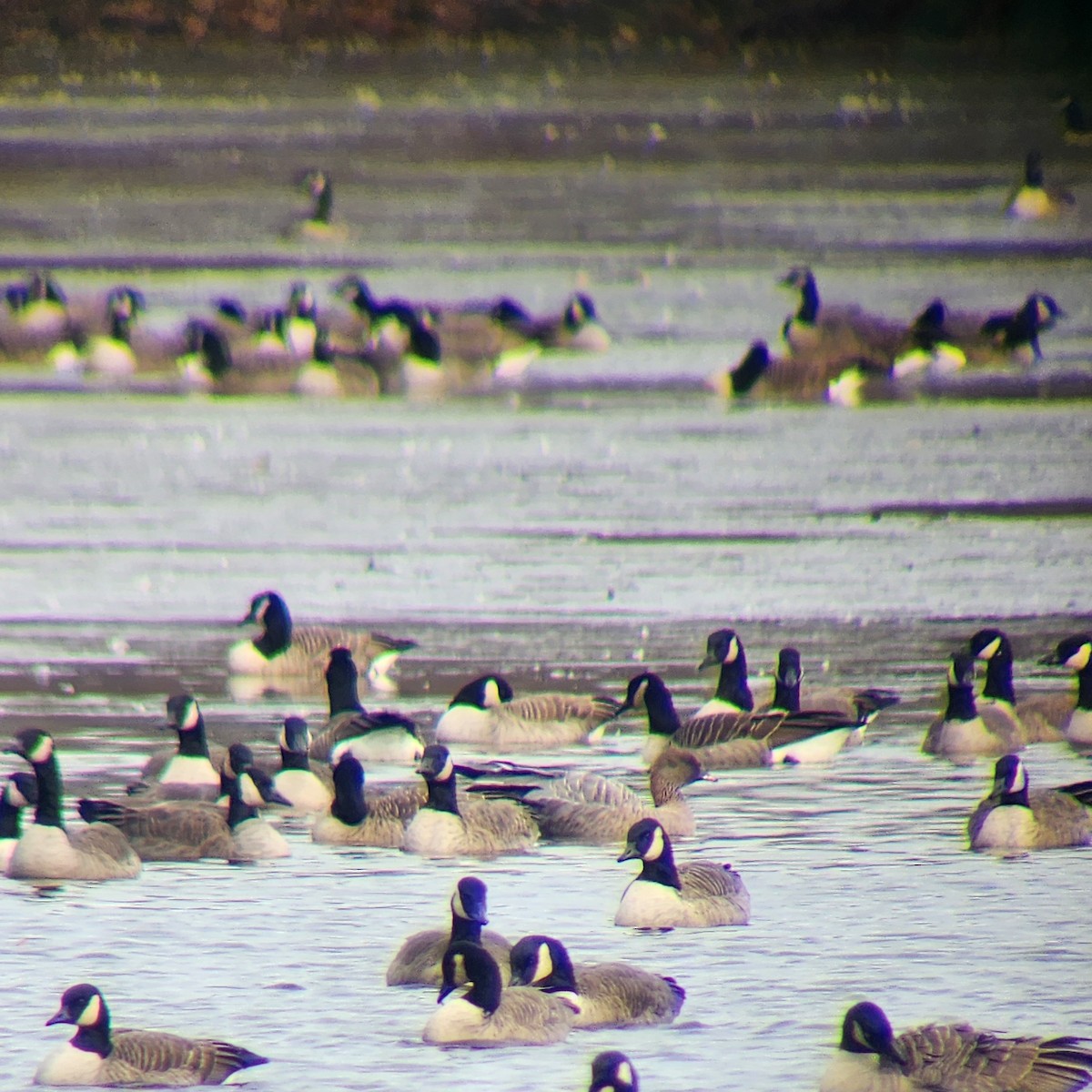 Pink-footed Goose - ML626966960