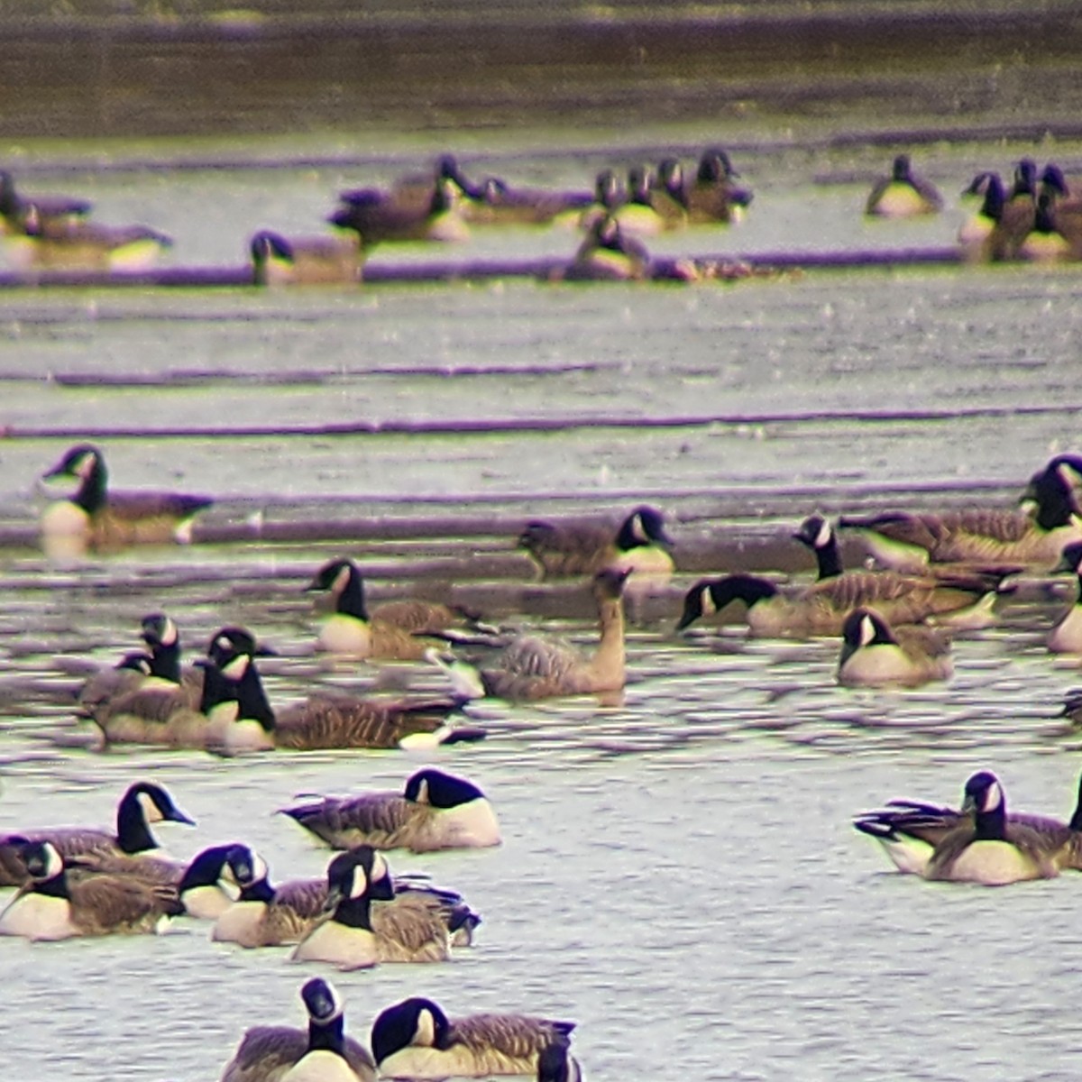 Pink-footed Goose - ML626966961