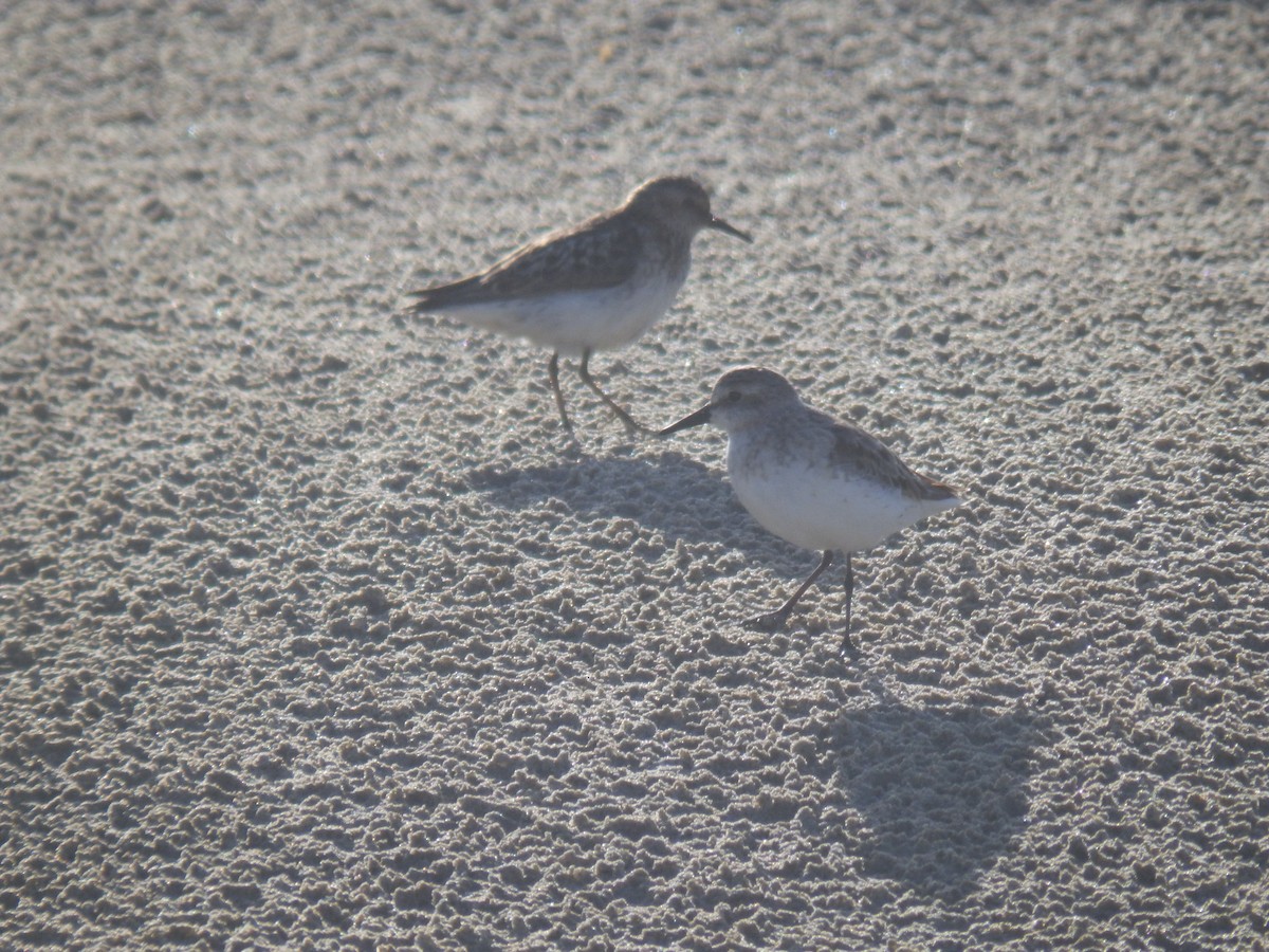 Semipalmated Sandpiper - ML62696701