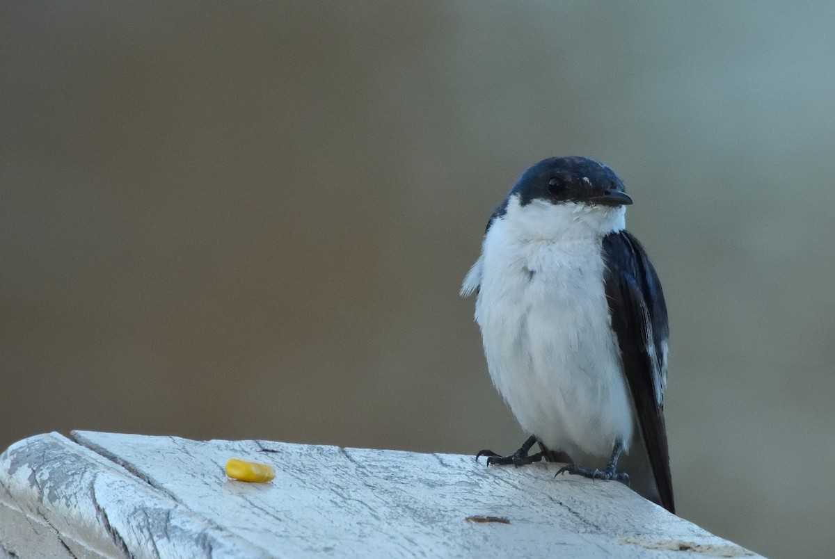 White-winged Swallow - ML626967017