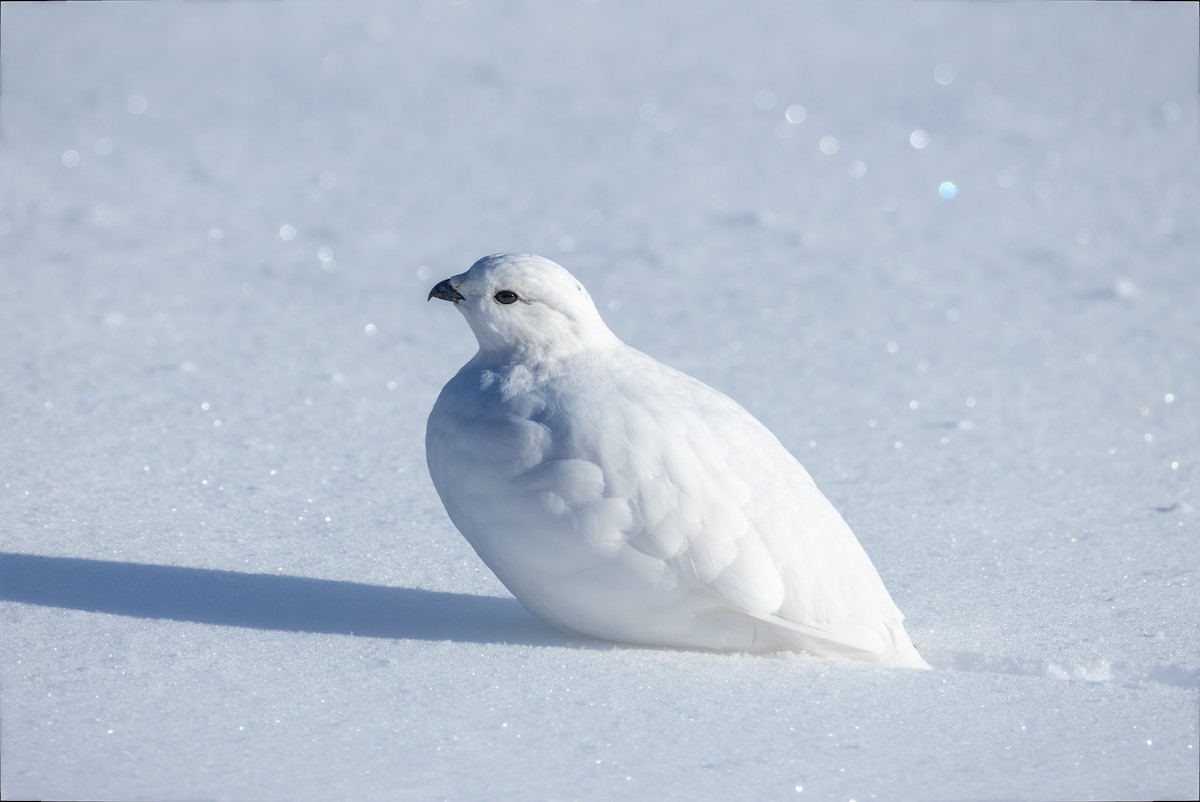 White-tailed Ptarmigan - ML626967296