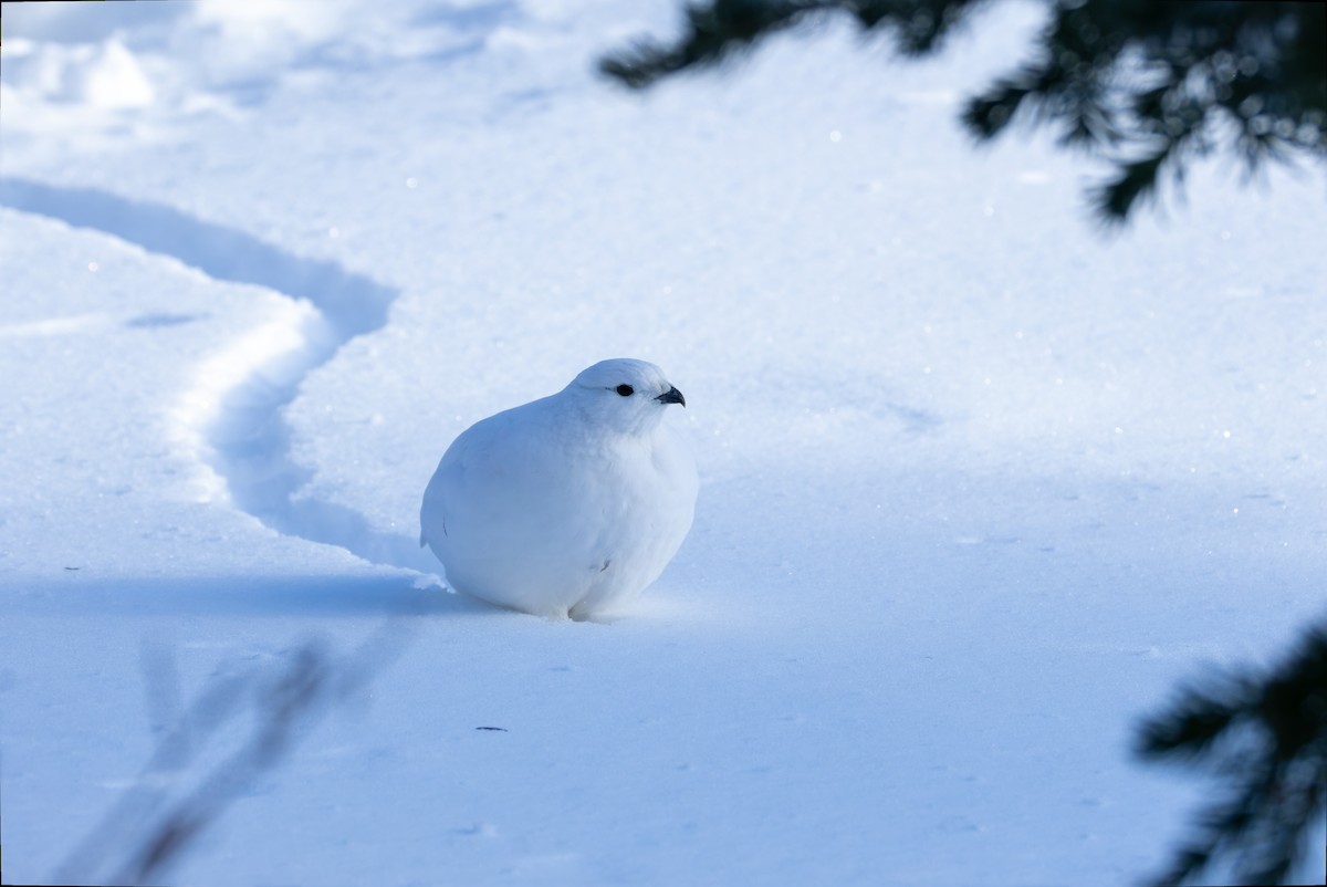 White-tailed Ptarmigan - ML626967310