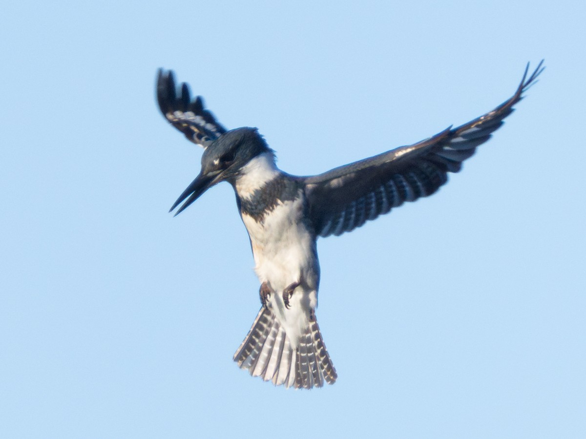 Belted Kingfisher - ML626967316