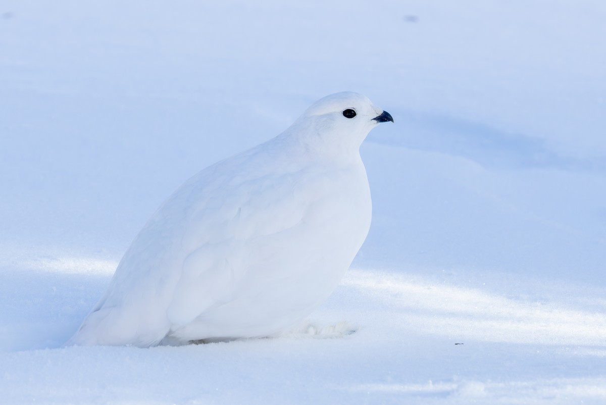 White-tailed Ptarmigan - ML626967324