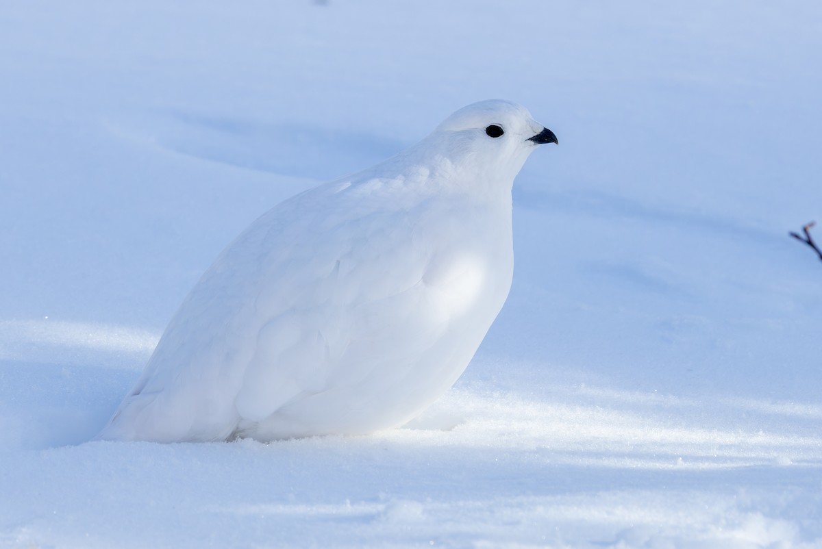 White-tailed Ptarmigan - ML626967326