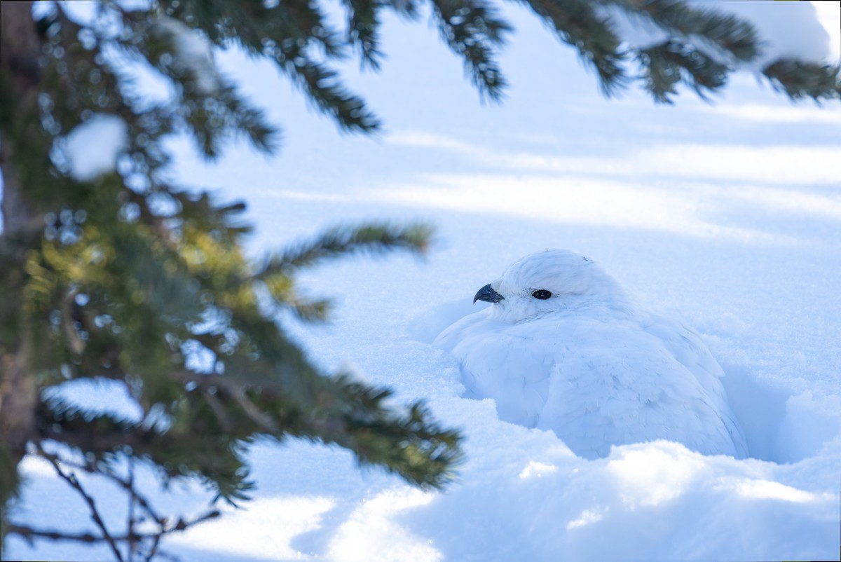 White-tailed Ptarmigan - ML626967340