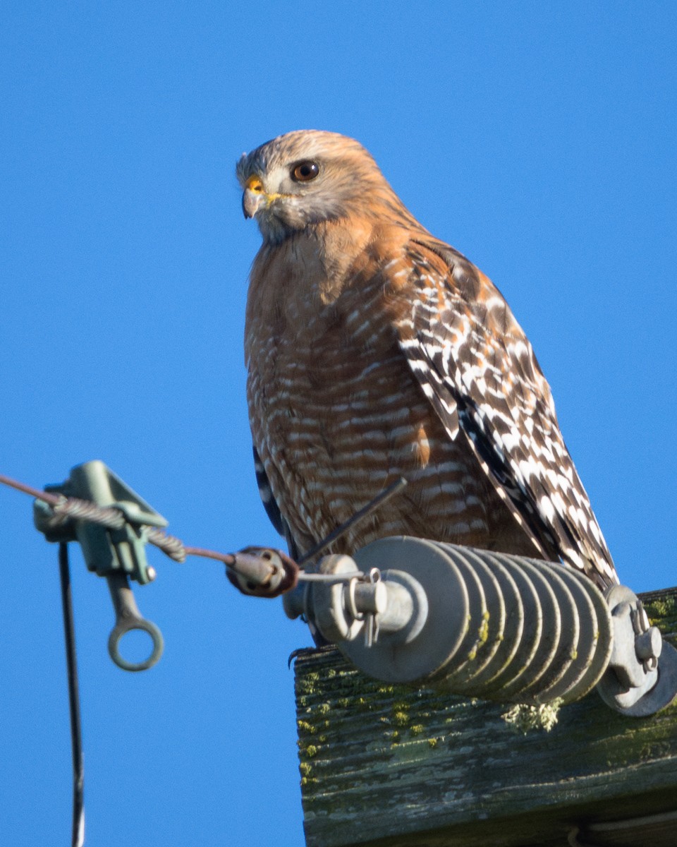 Red-shouldered Hawk (elegans) - ML626967345