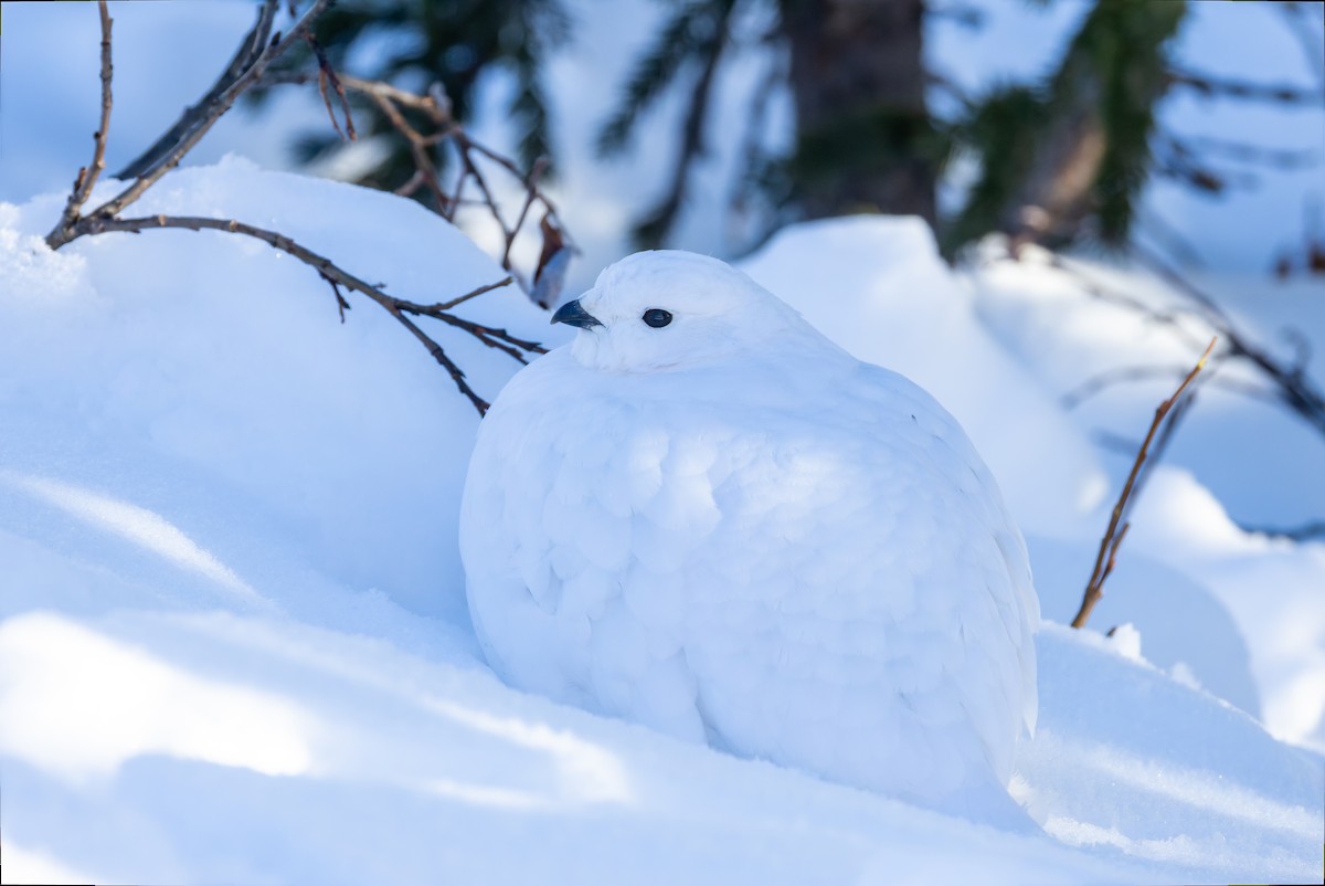 White-tailed Ptarmigan - ML626967346