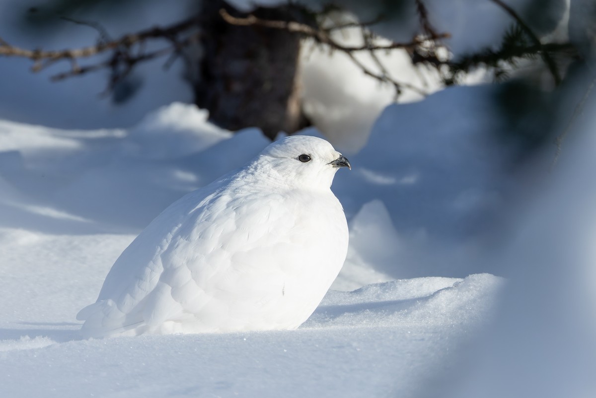 White-tailed Ptarmigan - ML626967347