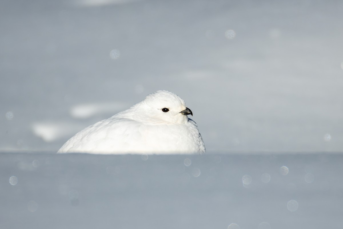 White-tailed Ptarmigan - ML626967354