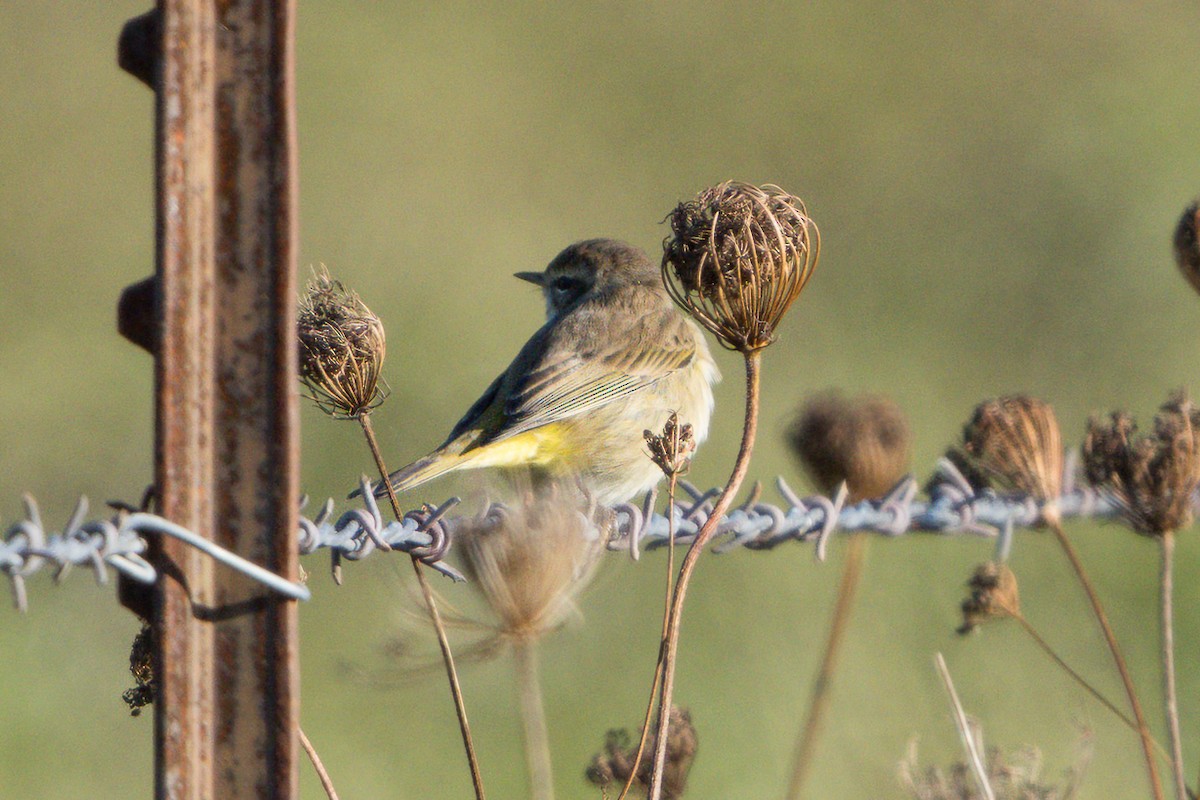 Palm Warbler (Western) - ML626967372