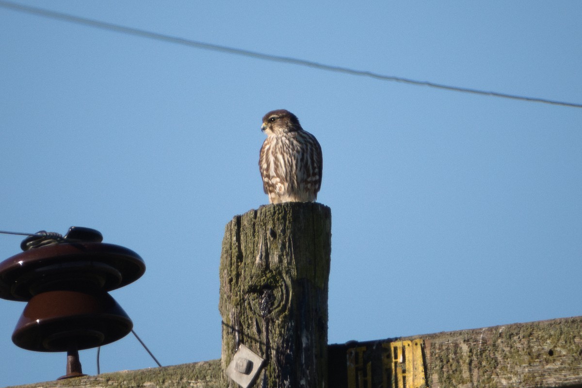 Merlin (Taiga) - ML626967378