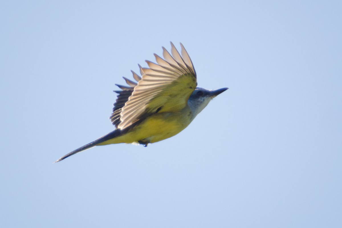 Tropical Kingbird - ML626967388