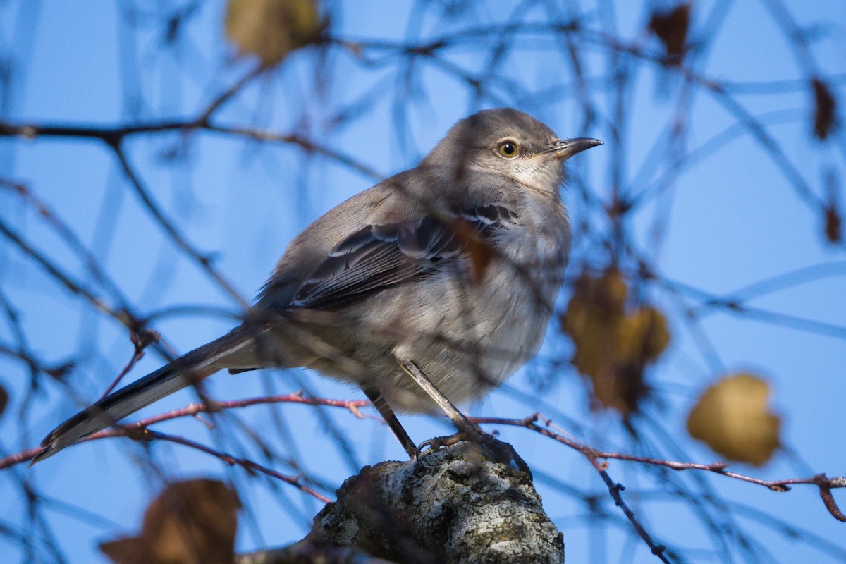 Northern Mockingbird - ML626967395