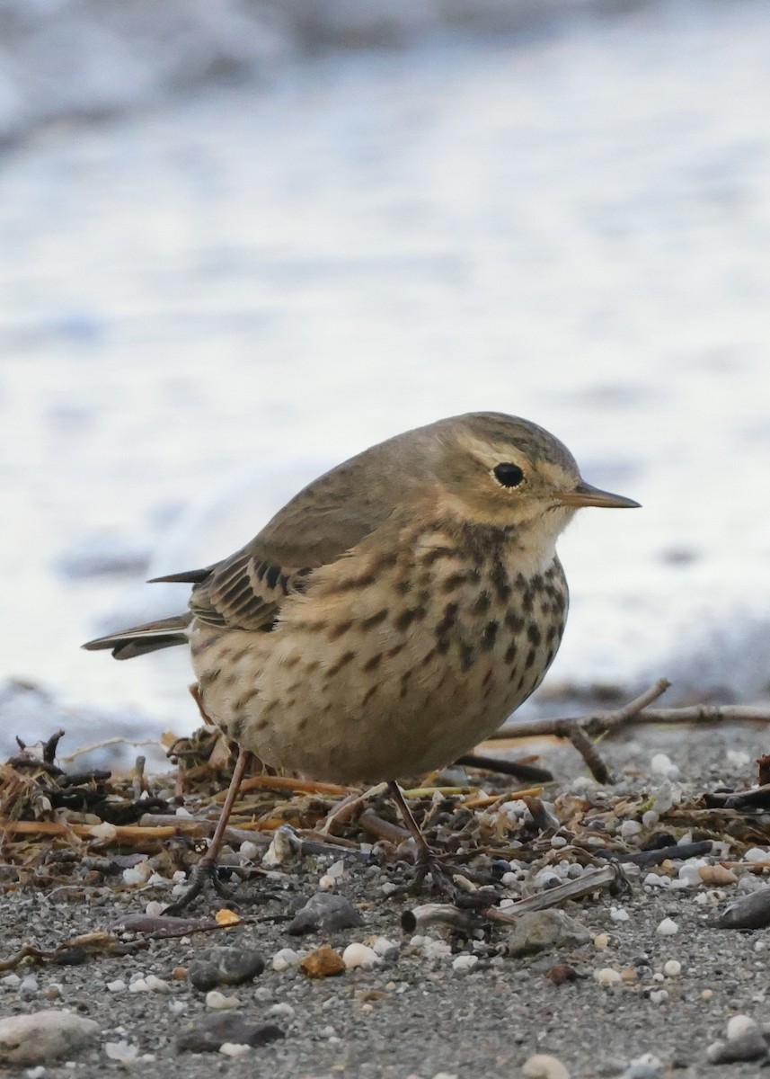 American Pipit - ML626967408